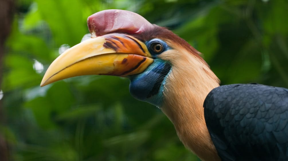 Hornvogel, Kuskus, Anoa und Maleo sollen auf Sulawesi überleben Hornvogel