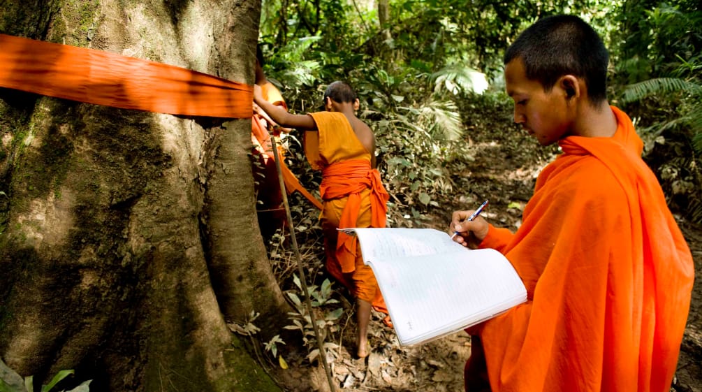 Mönche in Kambodscha markieren im Areng-Tals Urwaldriesen