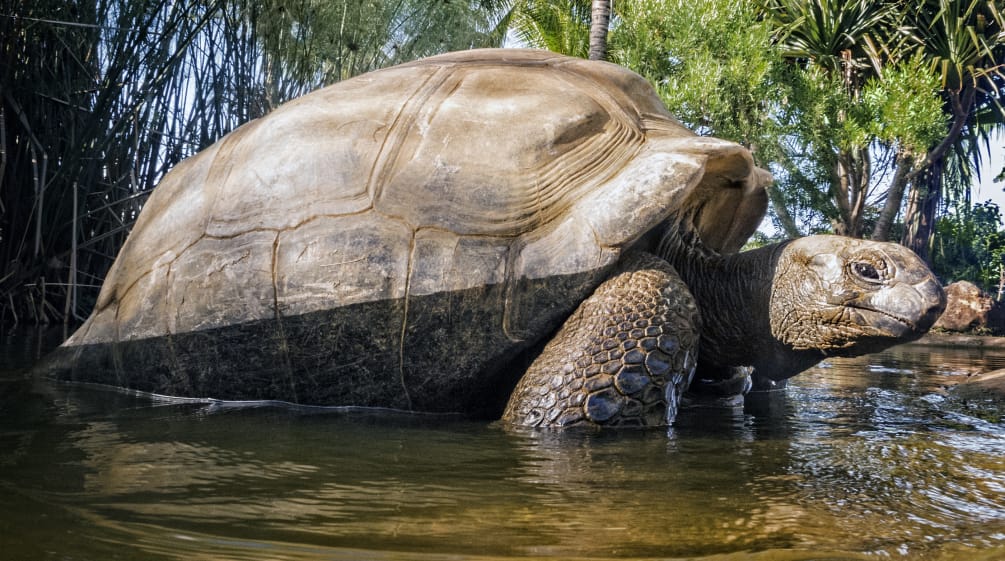 Tausende Riesenschildkröten leben auf dem Aldabra-Atoll Aldabra-Riesenschildkröte (Aldabrachelys gigantea)