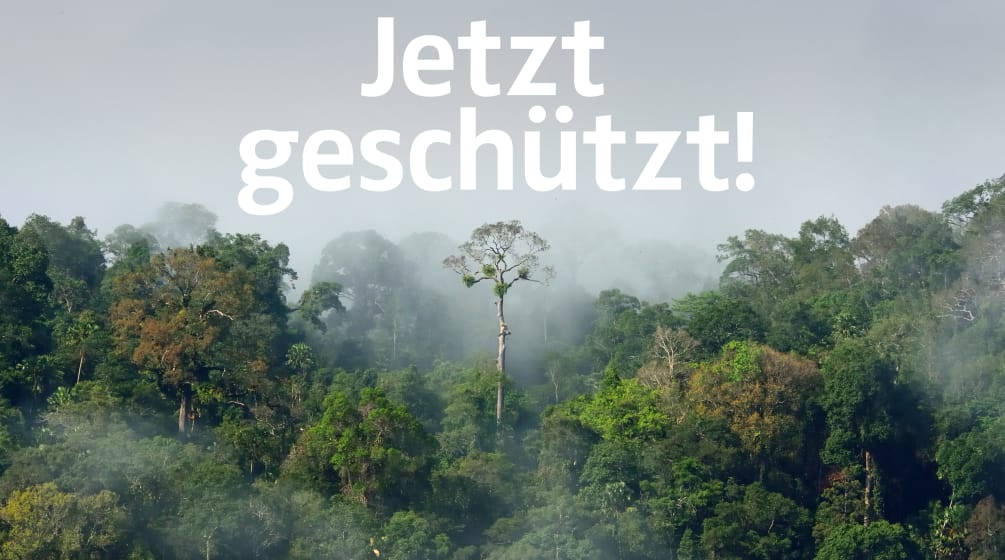 Amazonas Regenwald mit Text "Jetzt geschützt!"