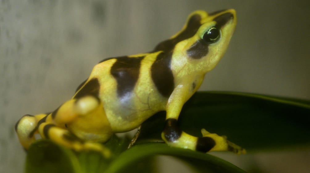 Nahaufnahme der Art Atelopus varius