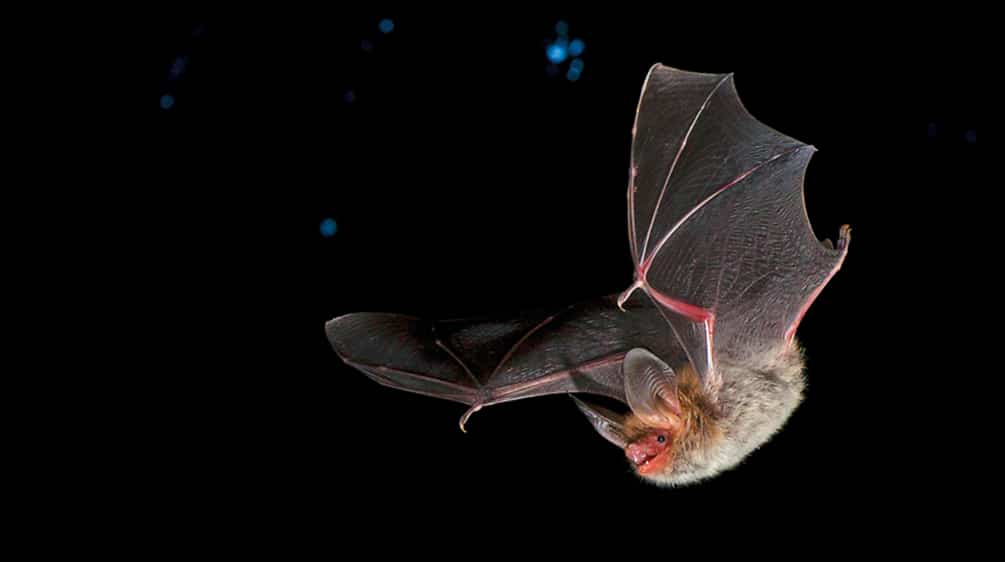 Fledermäuse - im Bild die harmlose Bechsteinfledermaus - können gefährliche Viren in sich tragen, ohne zu erkranken Bechsteinfledermaus