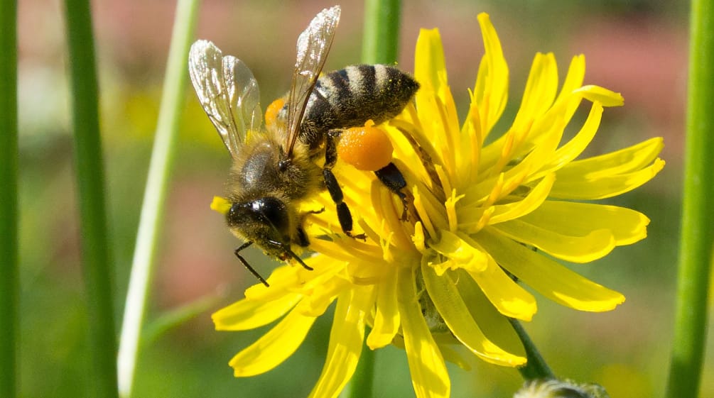 Biene bestäubt gelbe Blüte