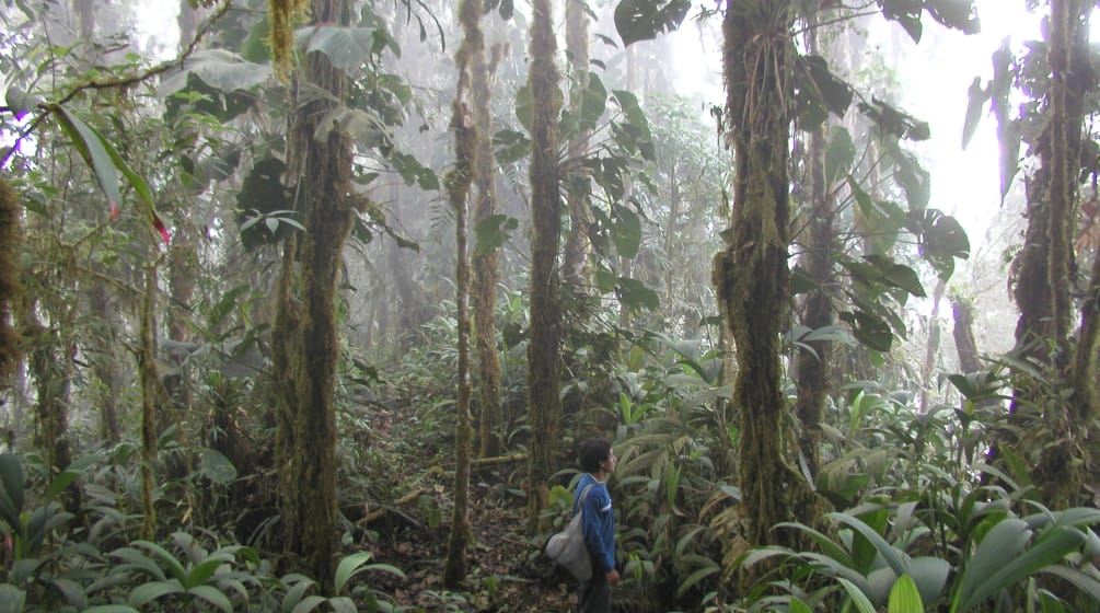 Eine Person zwischen den mit Moosen und Epiphyten bewachsenen Stämmen im nebelverhangenen Bergregenwald