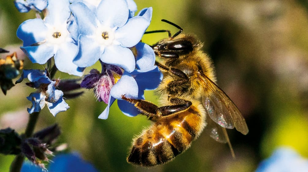 Biene auf Blüte