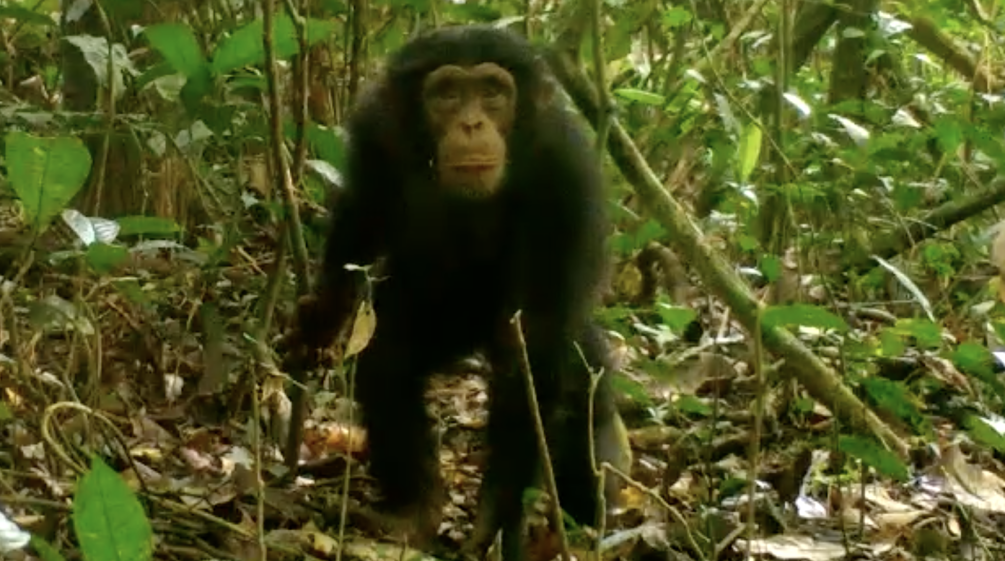 Schimpansen gehören zu unseren engsten Verwandten im Tierreich - und sind bedroht Schimpanse im Grebo-Krahn Nationalpark, Liberia