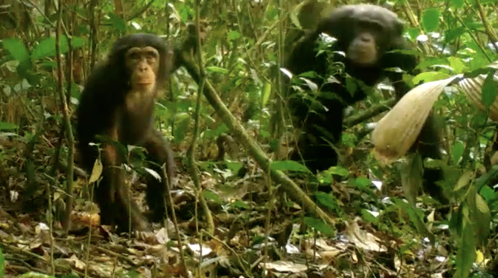 Neugierig schaut der junge Schimpanse in die Kamera. Seine Mutter hält sich im Hintergrund Schimpansen im Grebo-Krahn Nationalpark, Liberia