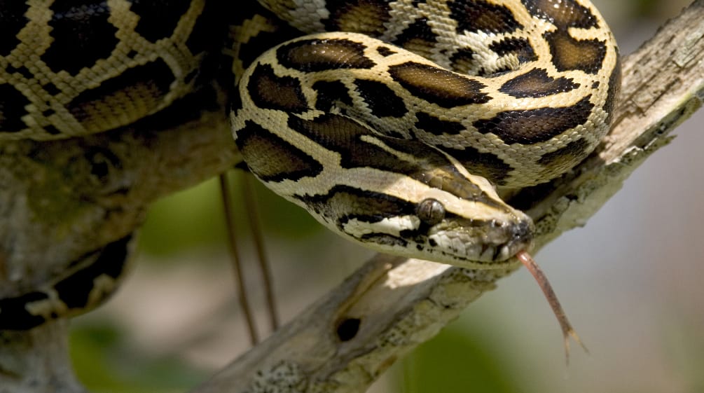 Dunkler Tigerpython in den Everglades, Florida