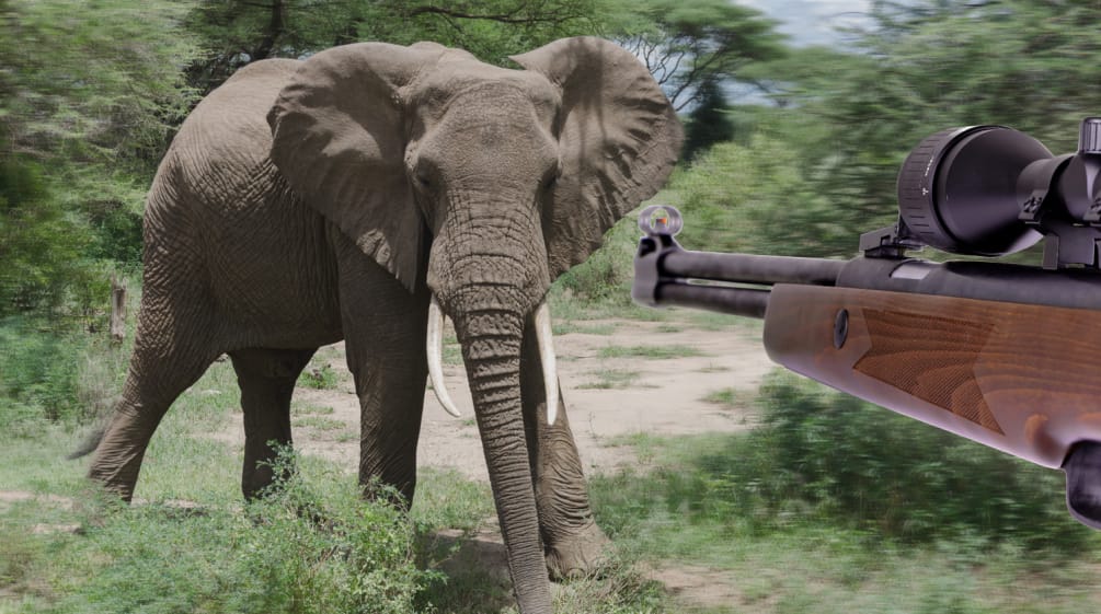 Artenschutz ist unsere epochale Aufgabe, doch deutsche Jäger:innen töten jedes Jahr Elefanten, Löwen, Nashörner und Affen. Bildmontage, bei der ein Jagdgewehr auf einen Afrikanischen Elefant zielt.
