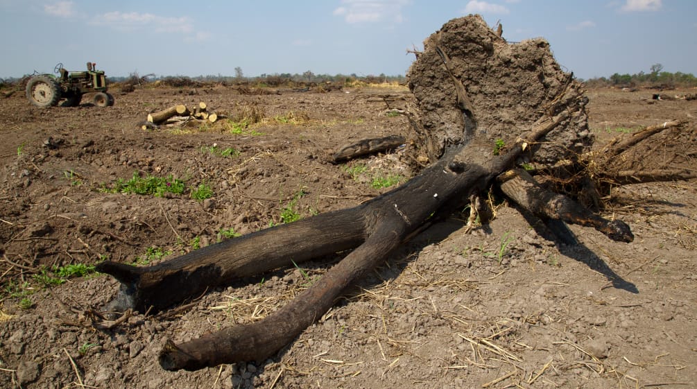 Abgebrannter Baum für Anlage von Soja-Plantage im Gran Chaco