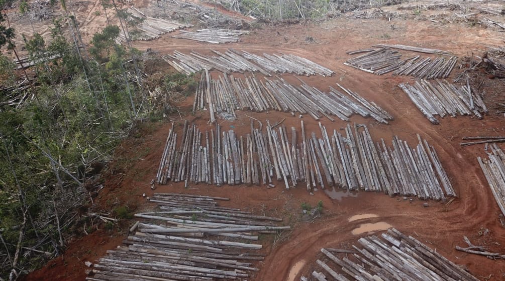 Abholzung für Palmölplantage von PT Digoel Agri in Papua