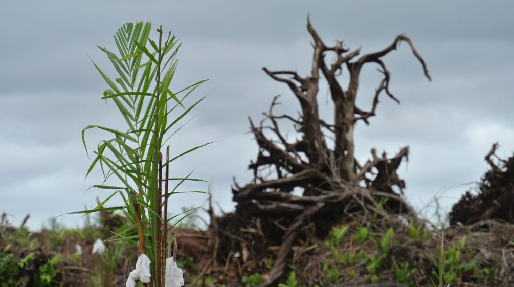 Für Ölpalmen wird Malaysia Wald vernichtet Für Palmöl-Plantage gerodeter Torfwald in Sarawak/Malaysia