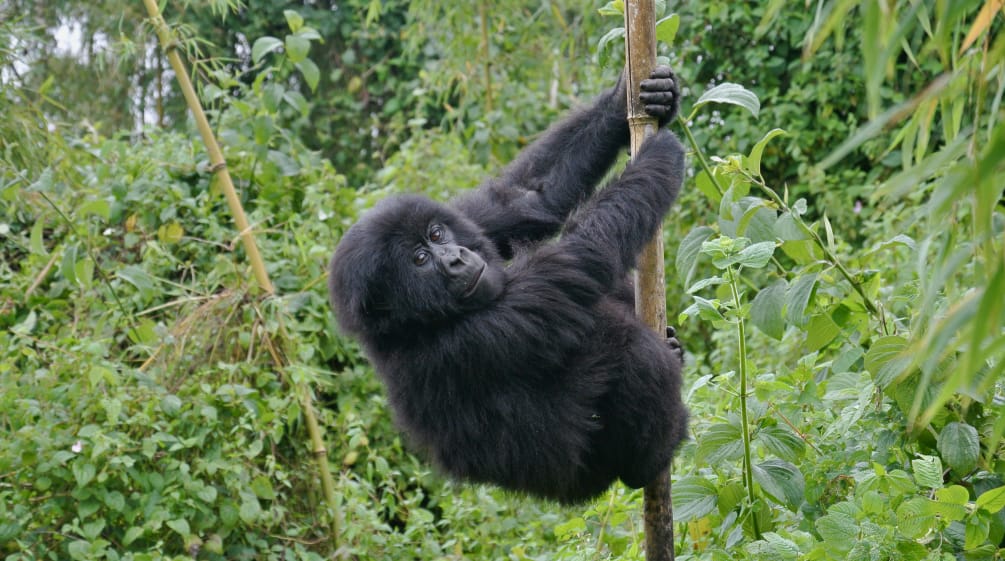 Der Virunga Nationalpark bietet Berggorillas einen sicheren Lebensraum Ein junger Berggorilla klettert an einem Bambus
