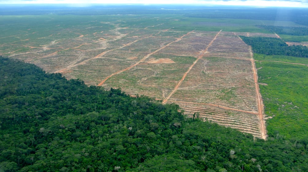 Kahlschlag für Palmöl: Landwirtschaft ist eine Hauptursache für Waldvernichtung Luftbild einer Rodung für Palmöl in Peru