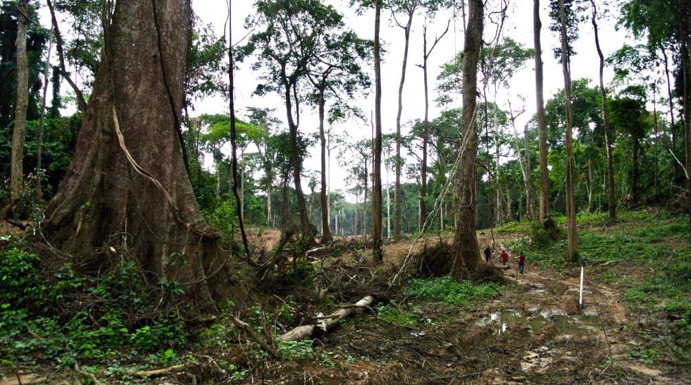 Sogar im Nationalpark werden Schneisen geschlagen Schneise im Cross River Nationalpark