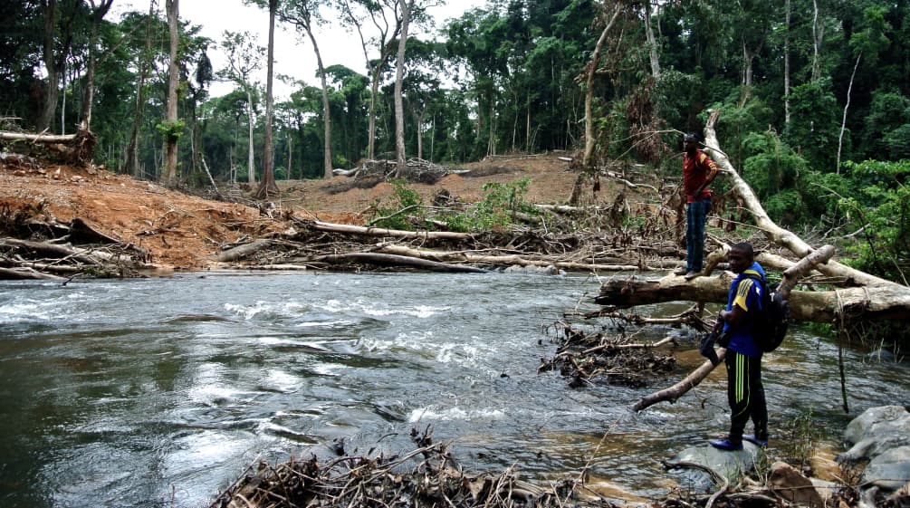 Rodung für eine geplante Straßen durch den Regenwald in Nigeria