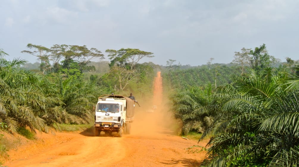 Für Palmölplantagen wird in Liberia Regenwald vernichtet - auch Lebensraum von Schimpansen Ein Lkw fährt durch eine Palmöl-Plantage in Liberia