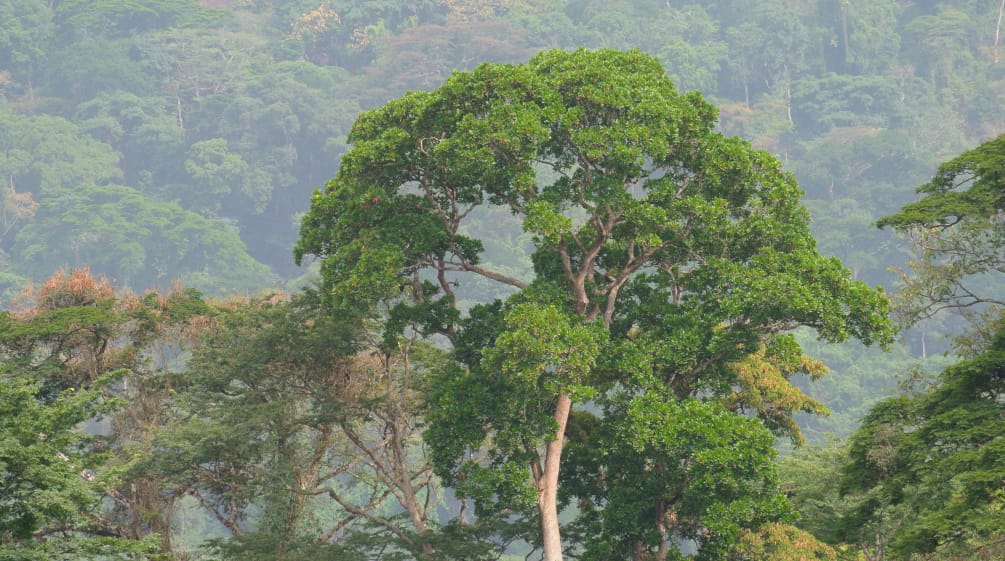 Der Bau eines Highways in Nigeria hat den Lebensraum von Gorillas bedroht Regenwald am Afi Mountain