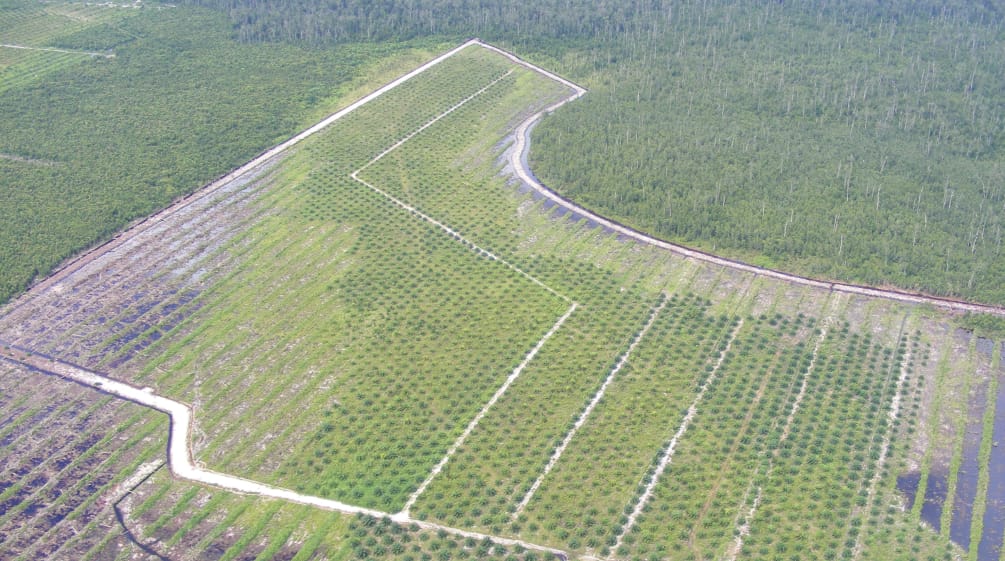 Ölpalmplantage Kalimantan