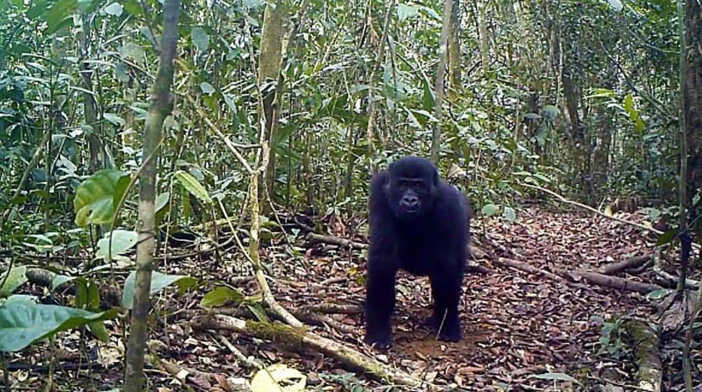 Die Gorillas in Kameruns Ebo-Wald sind eine neue Subspezies Gorilla im Ebo Forest, Kamerun