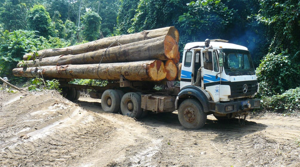 Ein Holzlaster transportiert Tropemholzstämme im Regenwald von Afrika