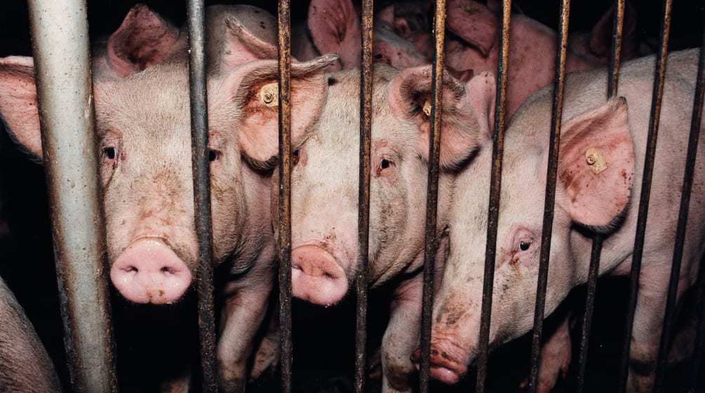 Schweine in einem Stall hinter Gittern