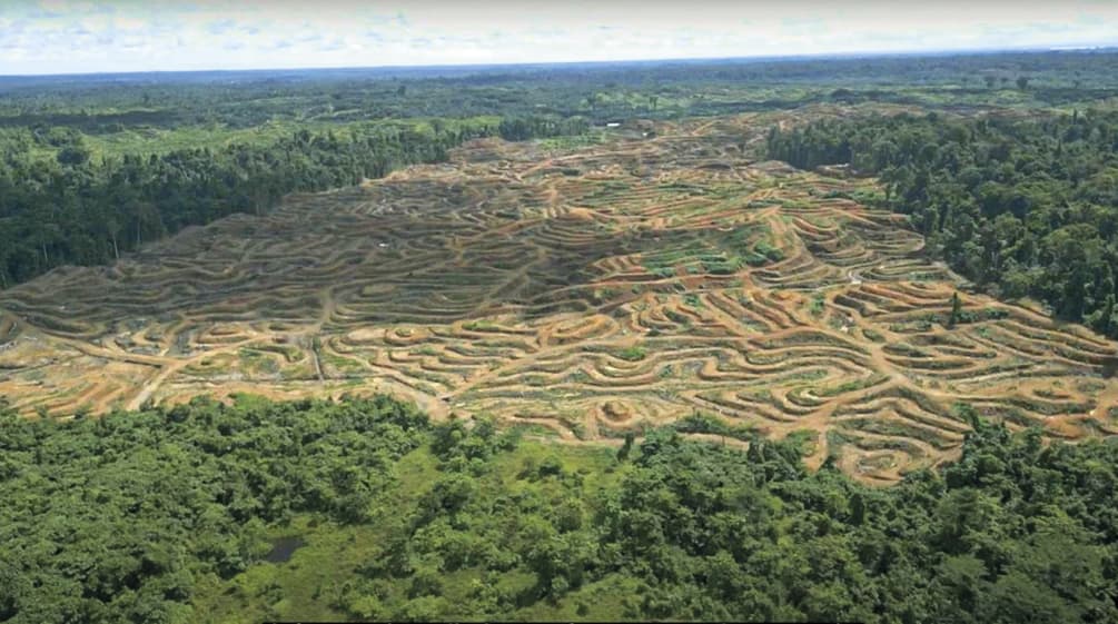 Drohnenaufnahme von Abholzung für Palmöl in Sorong, West-Papua