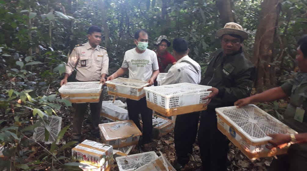 Wildtierschmuggel stoppen: Unsere Partnerorganisation Flight aus Indonesien lässt gefangene Wildvögel frei