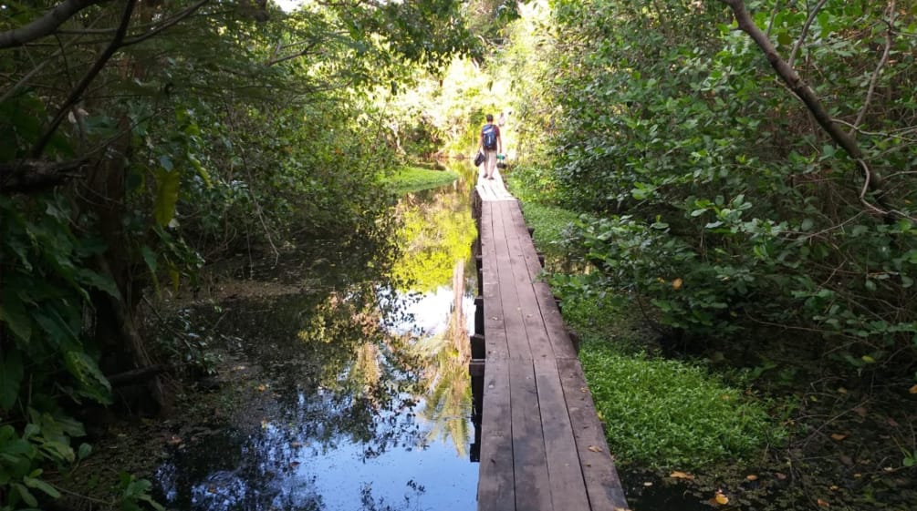 Holzsteg im Wasser eines Mangrovenwaldes auf der Insel Cajual