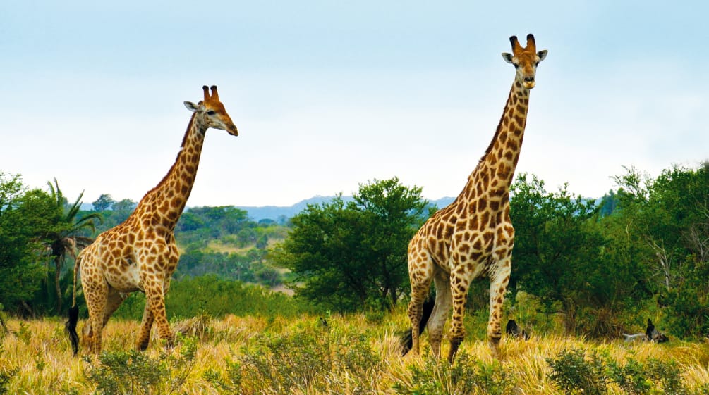 Giraffen in Südafrika