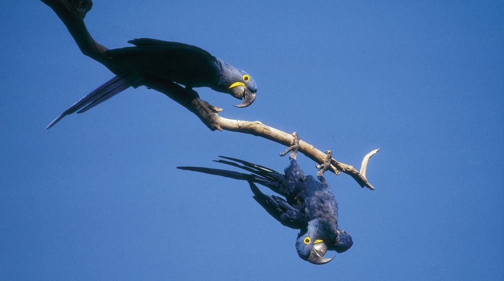 Hyazinth-Aaras sind gefährdet, die kleineren Spix-Aaras gelten jetzt als ausgestorben Hyazinth-Aaras