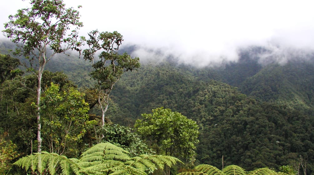 Wolken verhangener Bergregenwald bei Junin im Intag im Norden Ecuadors