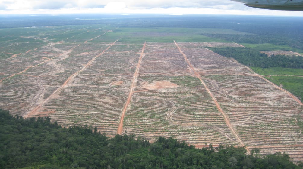 Ansicht der für Ölpalm-Plantagen in den Amazonasregenwald geschlagenen Rodungen der Firma Plantaciones de Pucallpa (heute Ocho Sur P) bei einem Überflug von Rettet den Regenwald im Jahr 2014 In den Regenwald von Peru geschlagene riesige Rodungsfläche