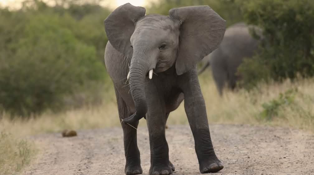 Elefant in Afrika