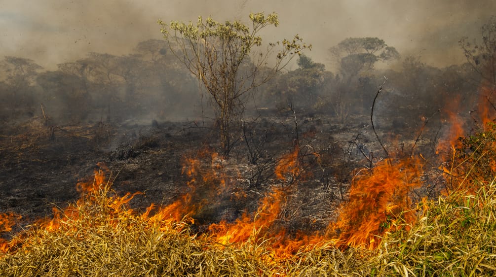 Weit über 70.000 Waldbrände lodern allein in Brasilien. Auch in Venezuela und Bolivien brennt es Waldbrand in Brasilien