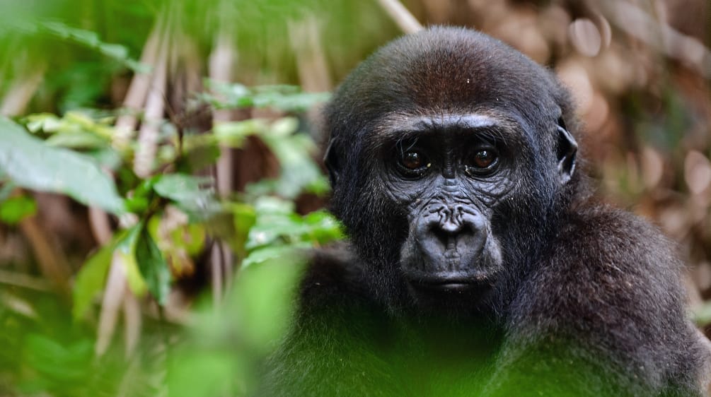 Westlicher Flachland Gorilla