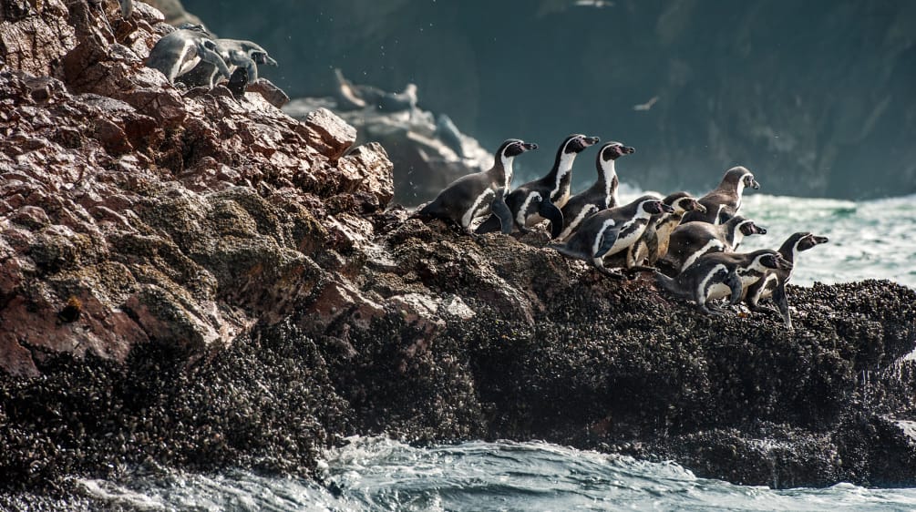 Eine Gruppe von Humboldtpinguine Klettern auf den Felsen zu Wasser