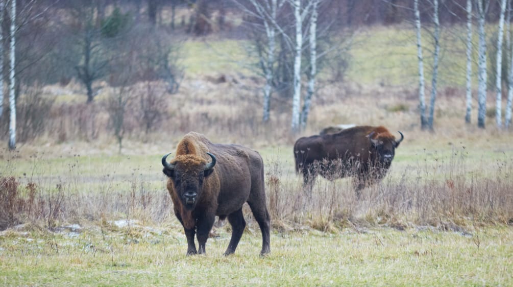 Der Wald von Bialowieza beherbergt hunderte Wisente Wisent im Bialowieza-Wald in Polen