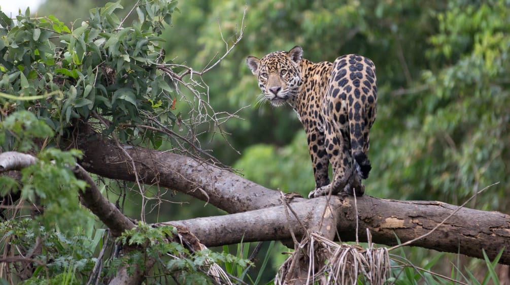 Ein Jaguar blickt vom einem umgestürzten Baum im Regenwald Richtung Kamera