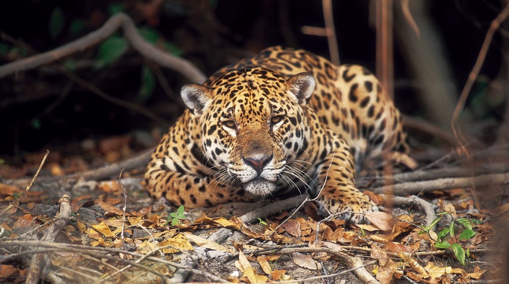 Ein Jaguar liegt im Regenwald auf dem Boden und beobachtet die Kamera