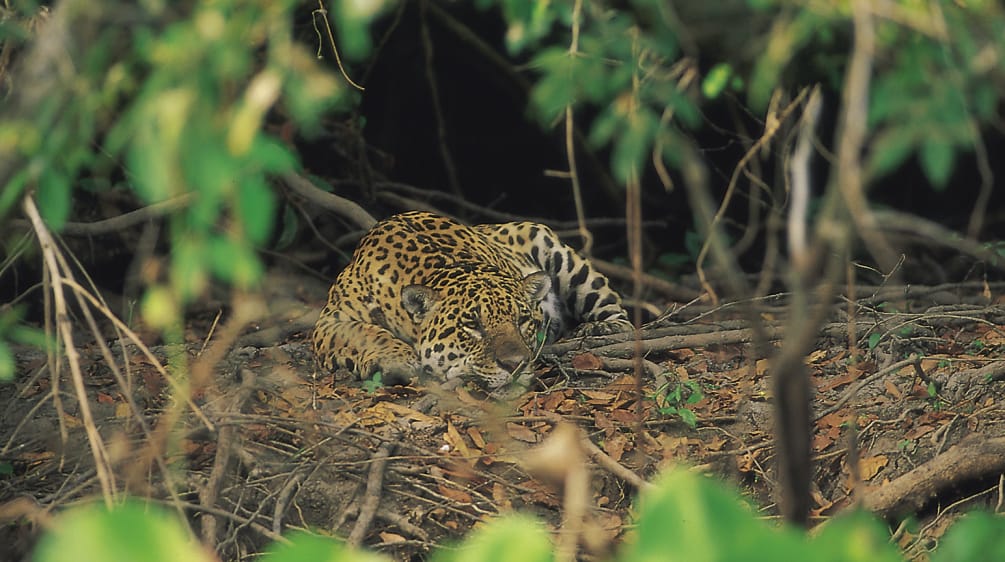 Jaguar im Cerrado, Brasilien