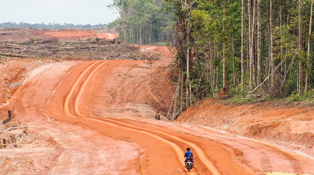 Megaplantagen in Indonesien bedrohen indigene Völker Eine breite Rodungsfläche grenzt an den Regenwald