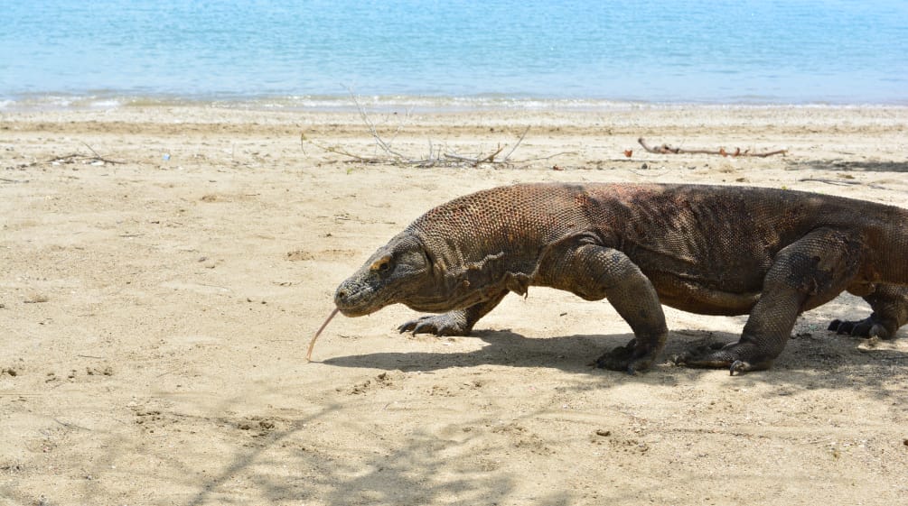 ein Komodowaran läuft über Sand