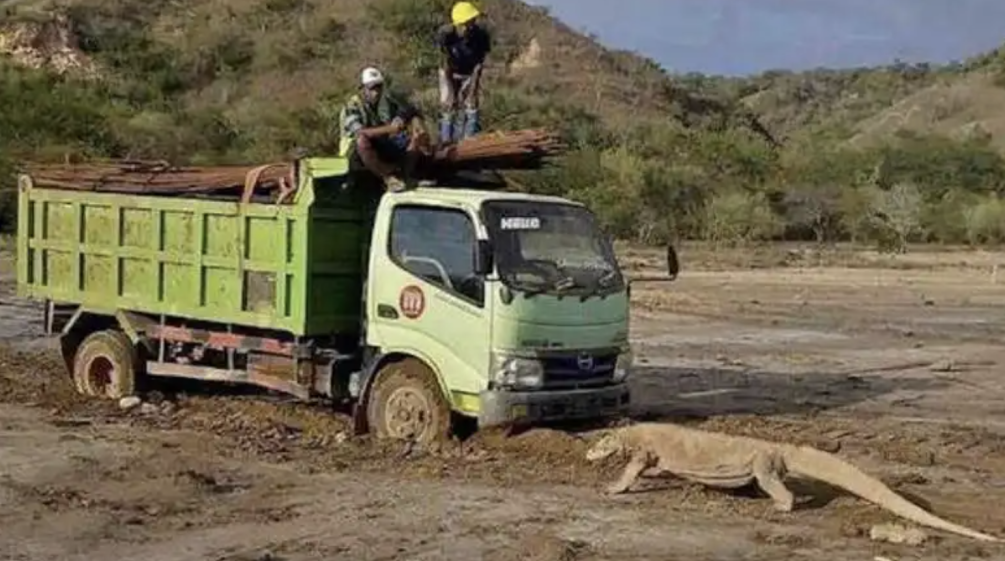 Truck und Komodowaran