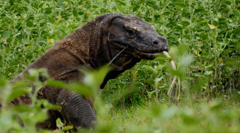 Komodowaran von nah