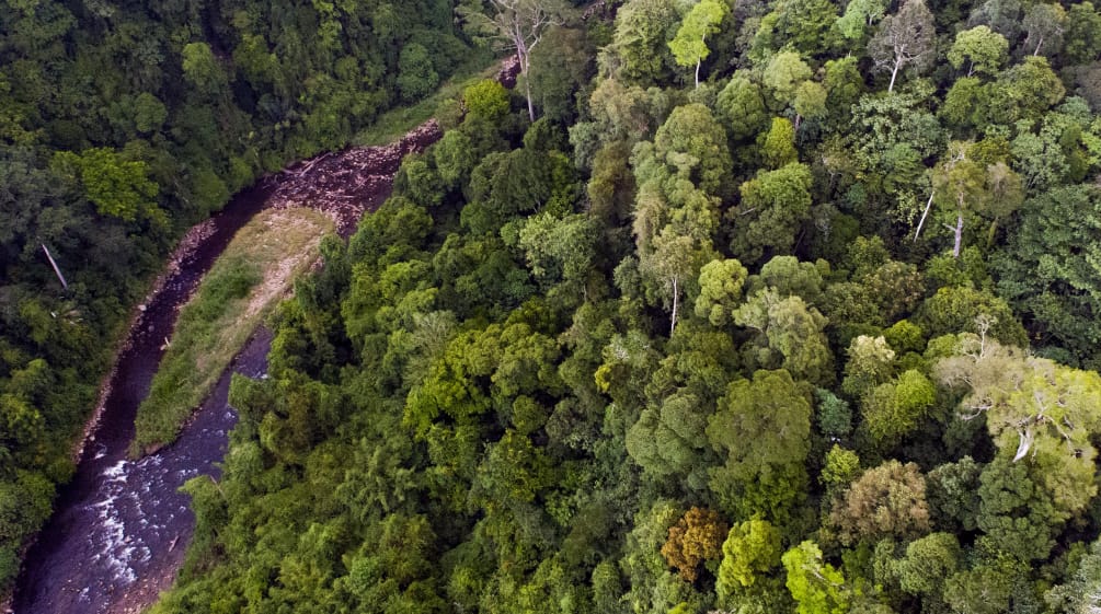 Im Leuser Ökosystem wachsen die artenreichsten Regenwälder Indonesiens Ein Fluß im Leuser Ökosystem