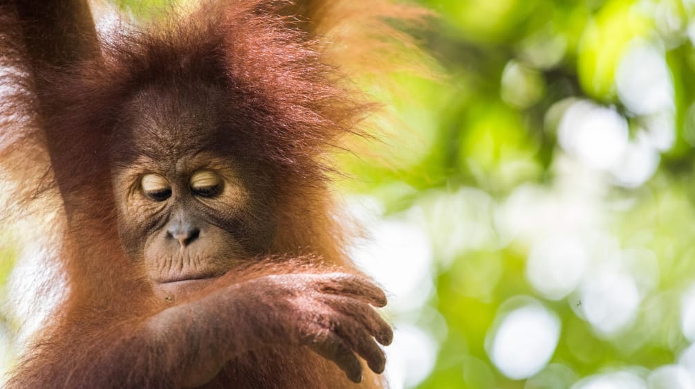 Orang-Utans sind wegen Palmöl vom Aussterben bedroht Sumatra-Orang-Utan (Pongo abelii)