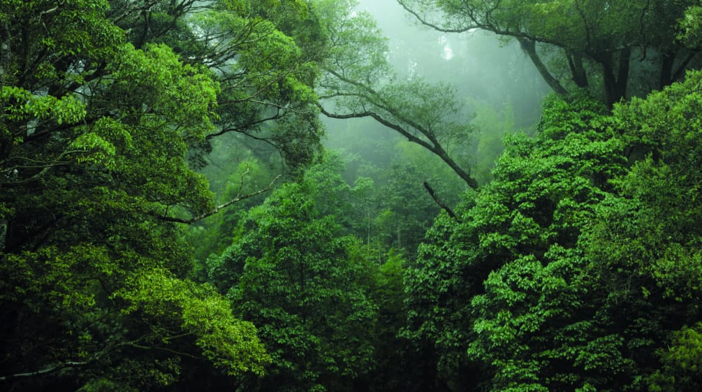 Regenwald im Kongo