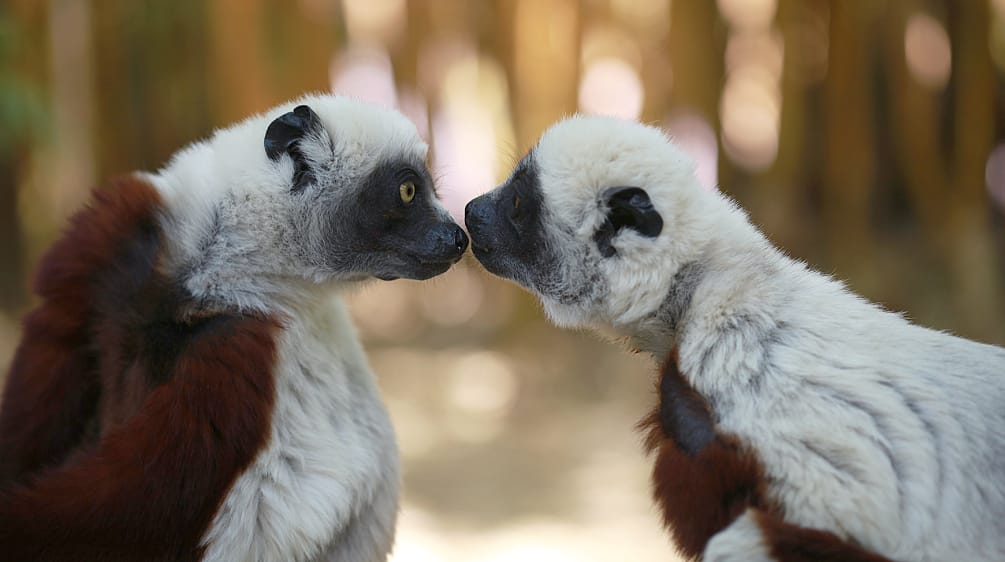 Primaten auf Madagaskar