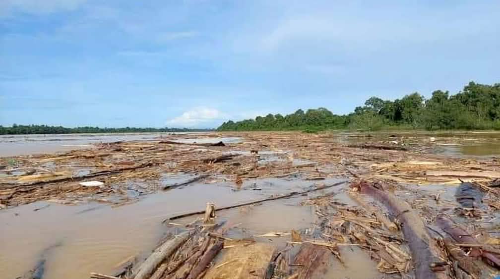 Treibholz verstopft den Fluss Baleh in Malaysia Abholzung verstopft einen Fluss mit Baumstämmen